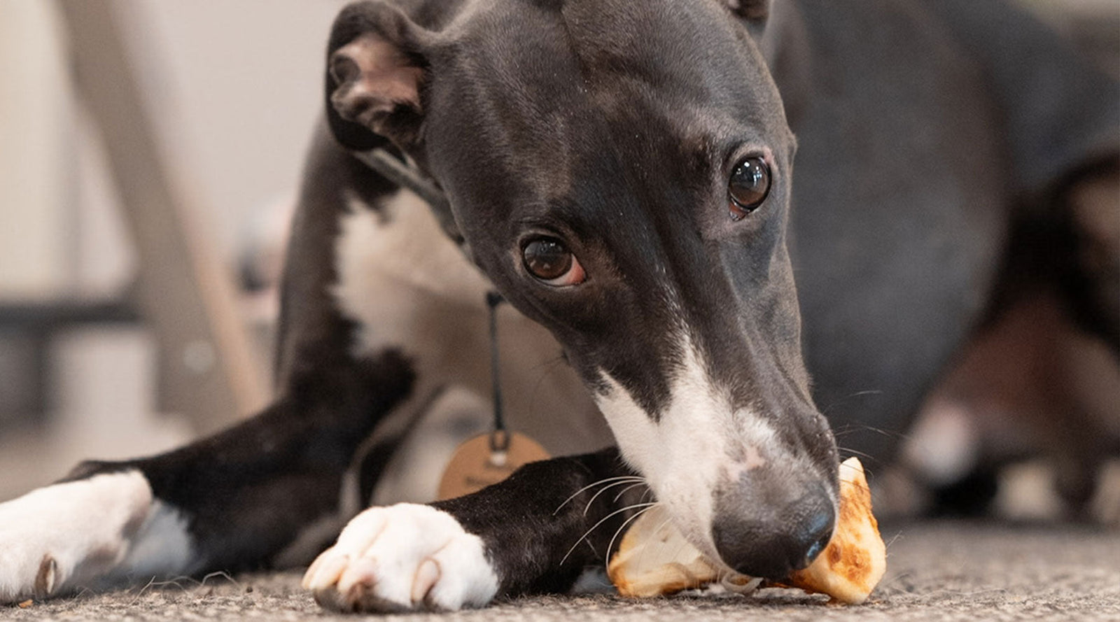 Langanhaltende Kauartikel für Hunde – welche Snacks wirklich beschäftigen