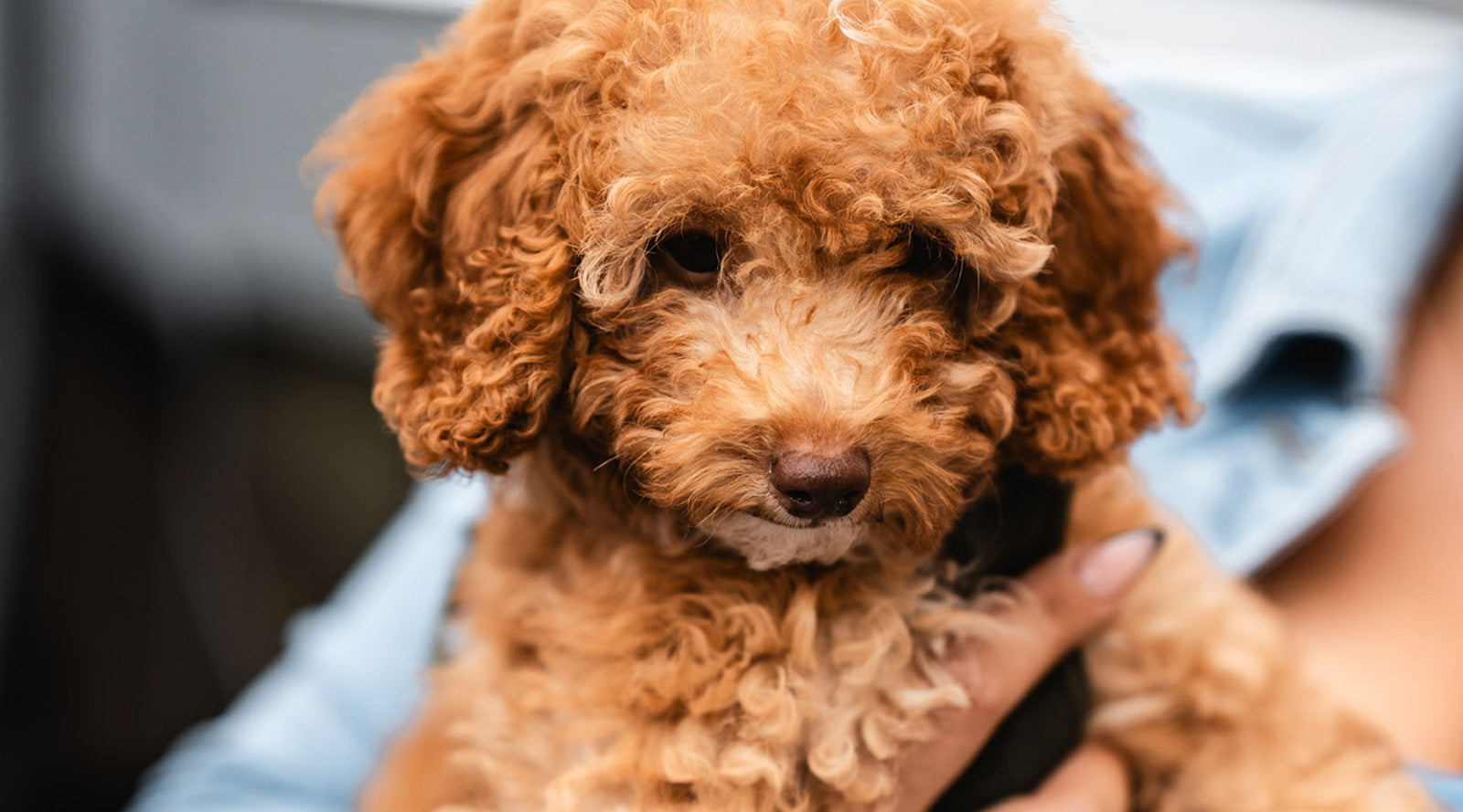 Die richtige Welpenfütterung: Menge und Zeiten