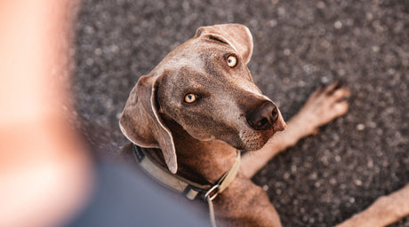Unverträglichkeiten bei Hunden erkennen – Symptome, Ursachen & Lösungen