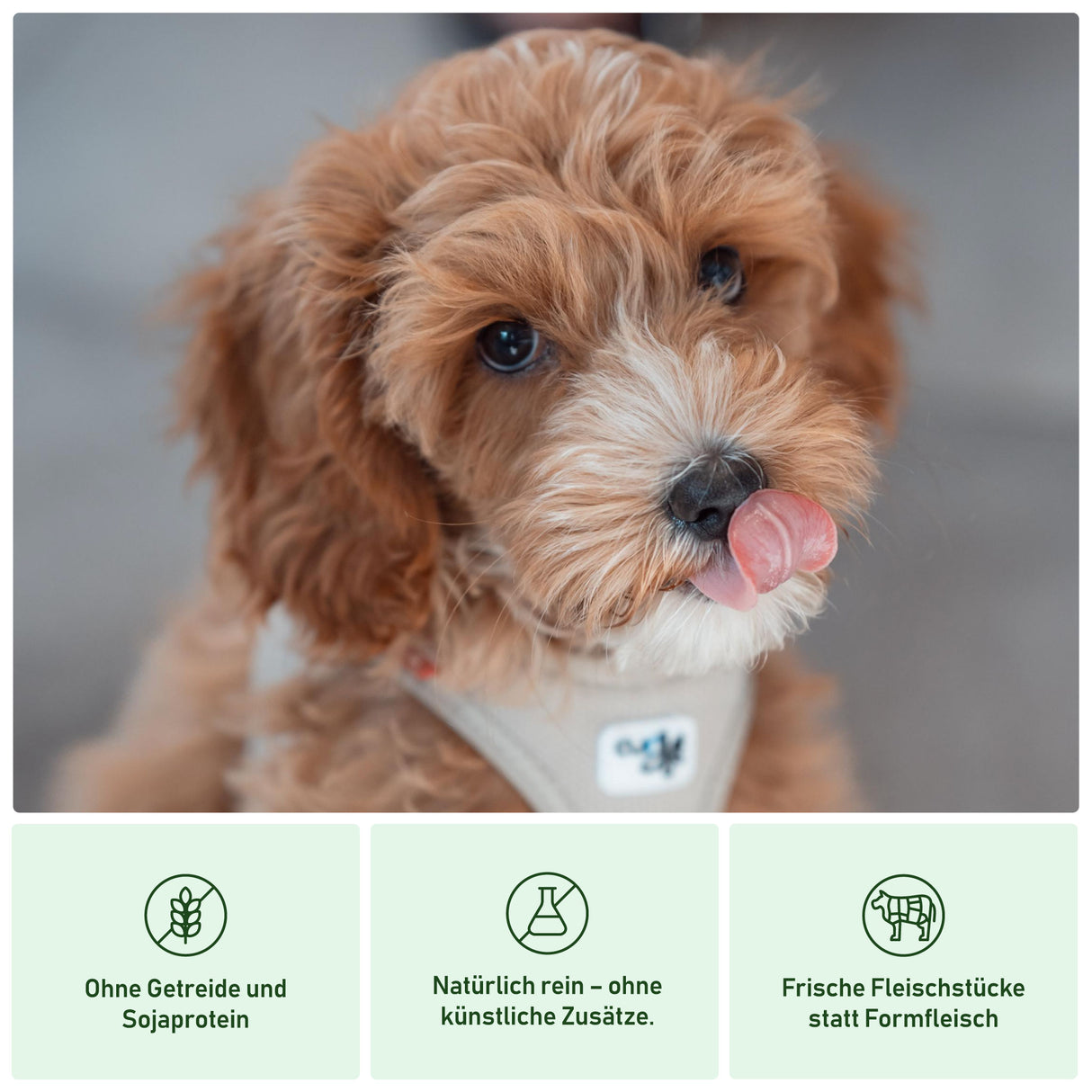 Vorteile von Heidis Hundeliebe Nassfutter für Hunde