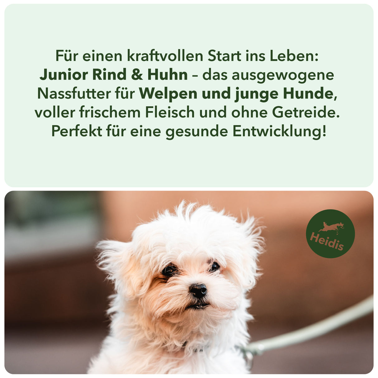 Für einen kraftvollen Start ins Leben: 
Junior Rind & Huhn – das ausgewogene 
Nassfutter für Welpen und junge Hunde, 
voller frischem Fleisch und ohne Getreide. 
Perfekt für eine gesunde Entwicklung!