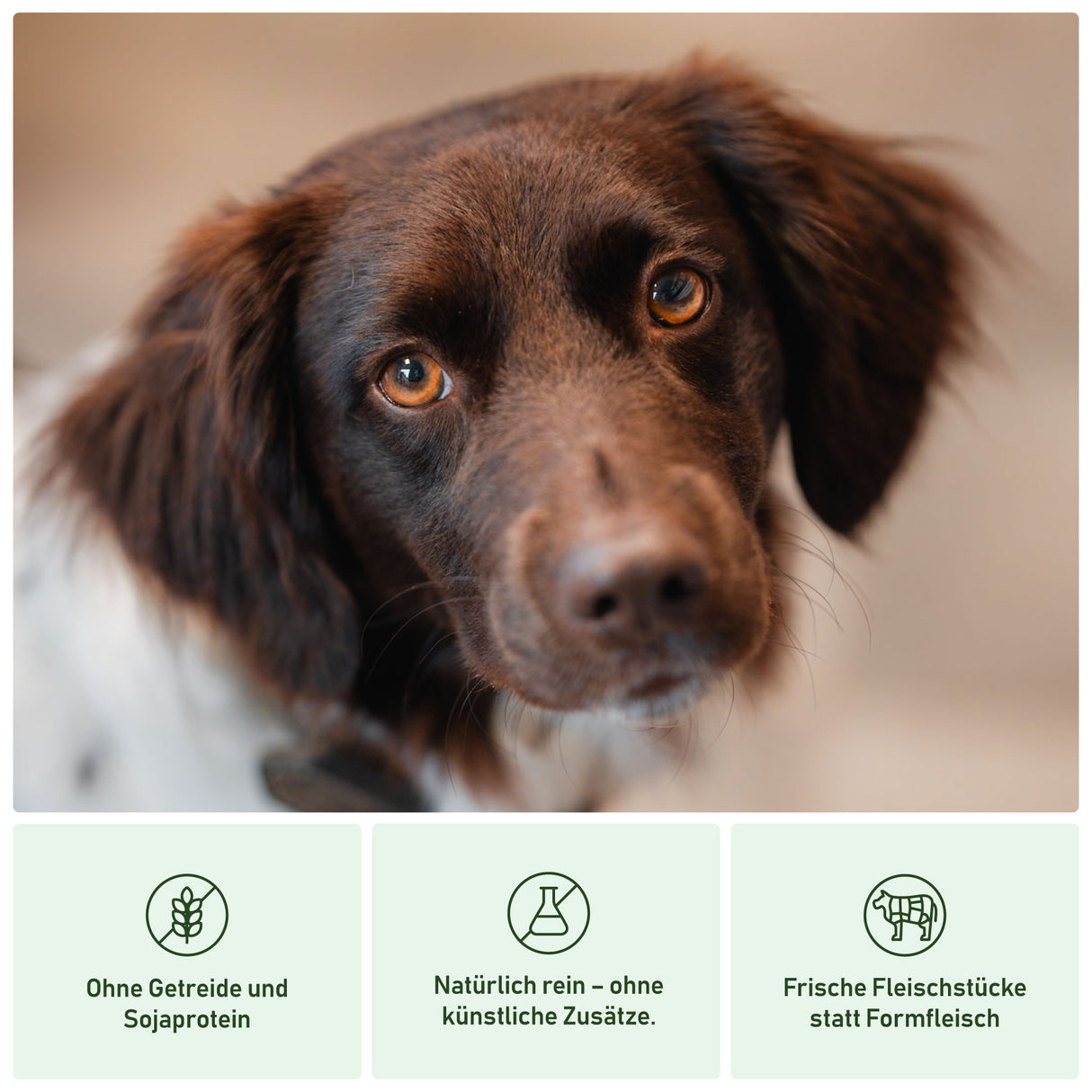 Vorteile von Heidis Hundeliebe Nassfutter für Hunde