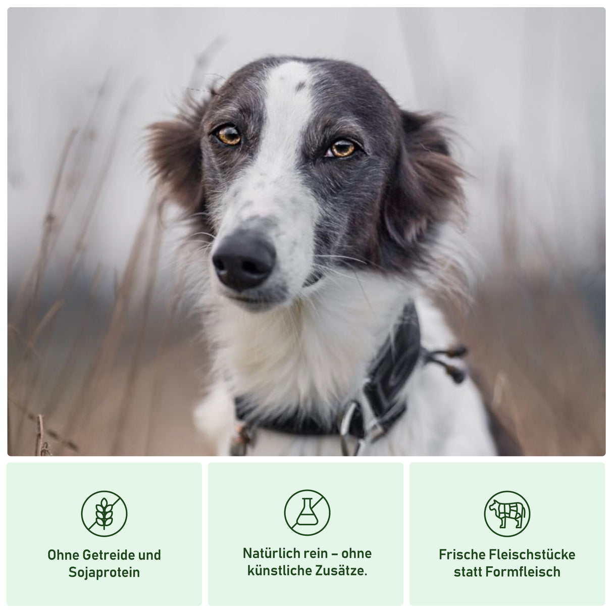 Vorteile von Heidis Hundeliebe Nassfutter für Hunde