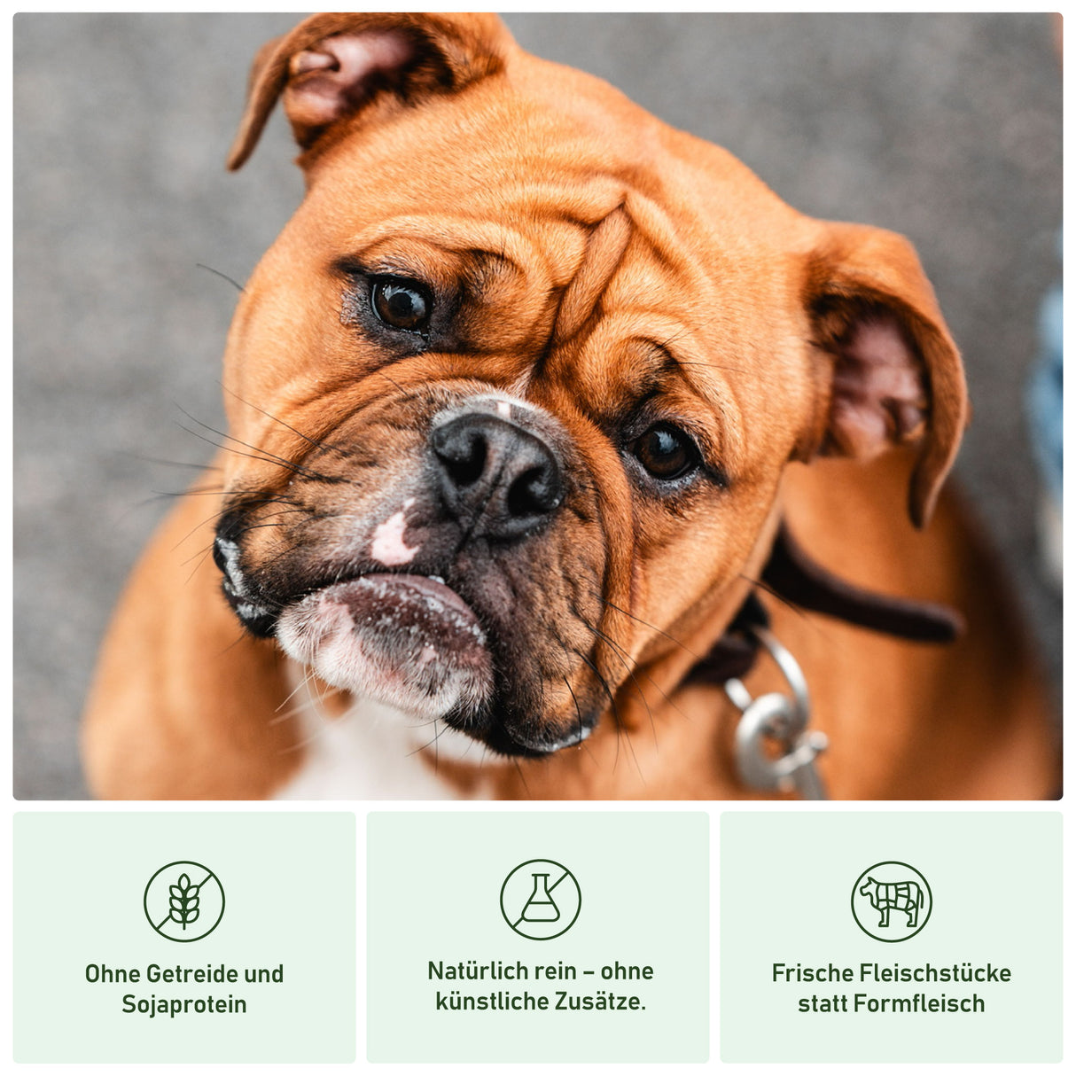 Vorteile von Heidis Hundeliebe Nassfutter für Hunde