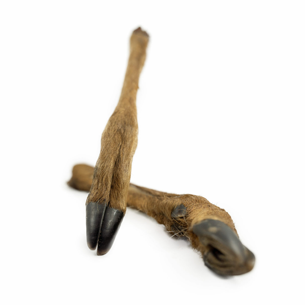 Snacks: Reh Unterbein mit Fell