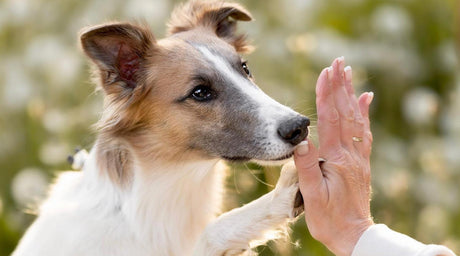 Hund gibt Highfive