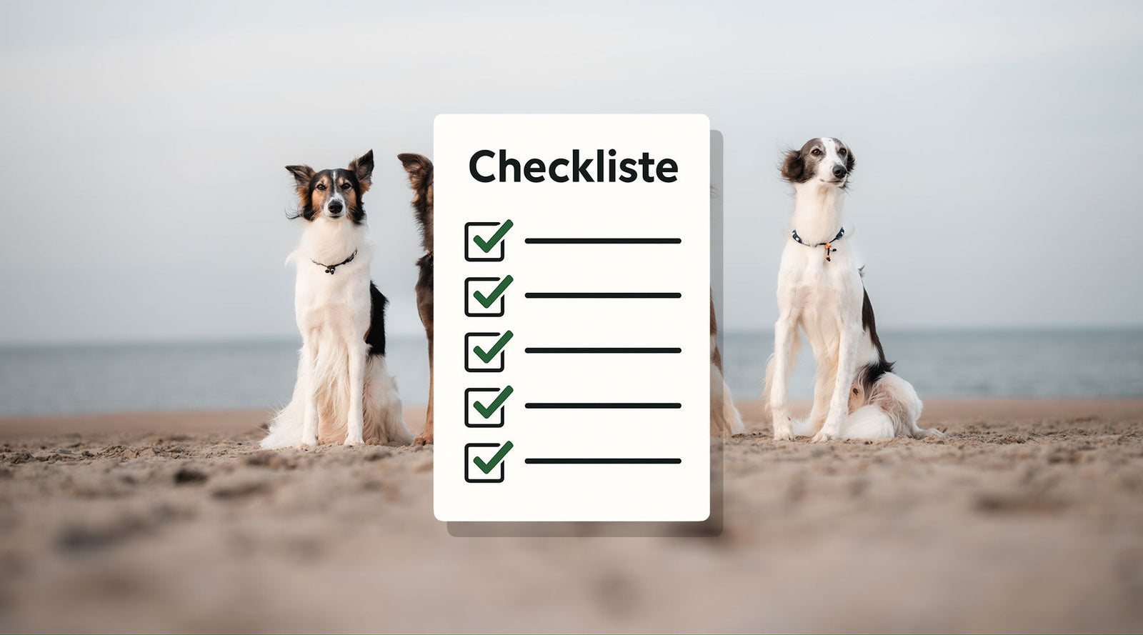 Hunde und Hitze – Die ultimative Sommer-Checkliste für deinen Vierbeiner