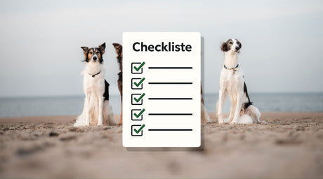 Hunde und Hitze – Die ultimative Sommer-Checkliste für deinen Vierbeiner
