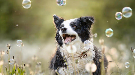 Gesunder und glücklicher Hund auf einer Wiese mit Seifenblasen