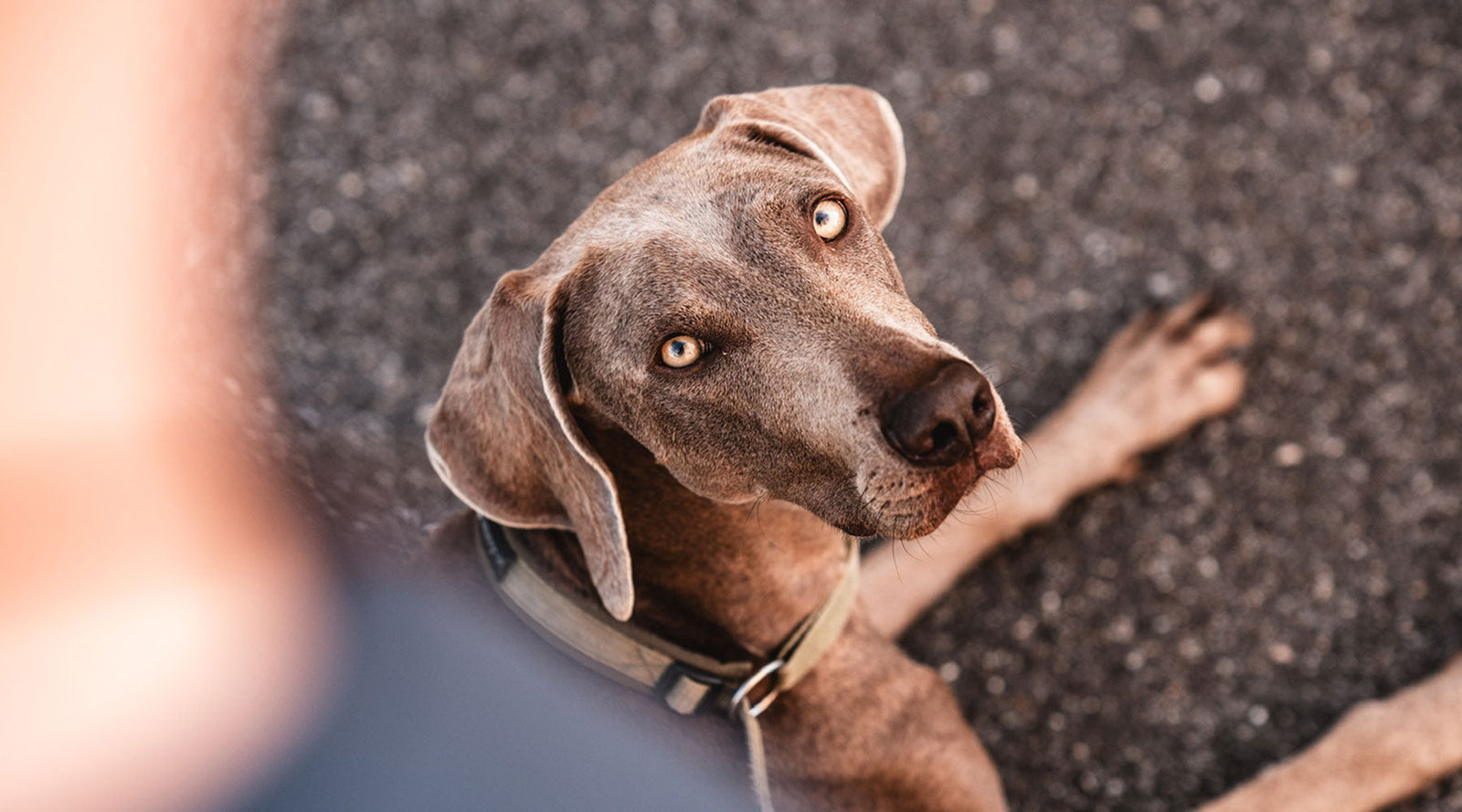 Unverträglichkeiten bei Hunden erkennen – Symptome, Ursachen & Lösungen