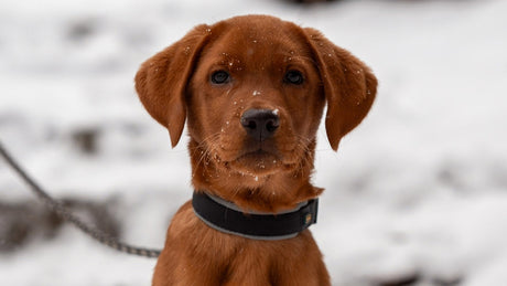 Winterfutter für Hunde: So passt du die Ernährung an kalte Tage an