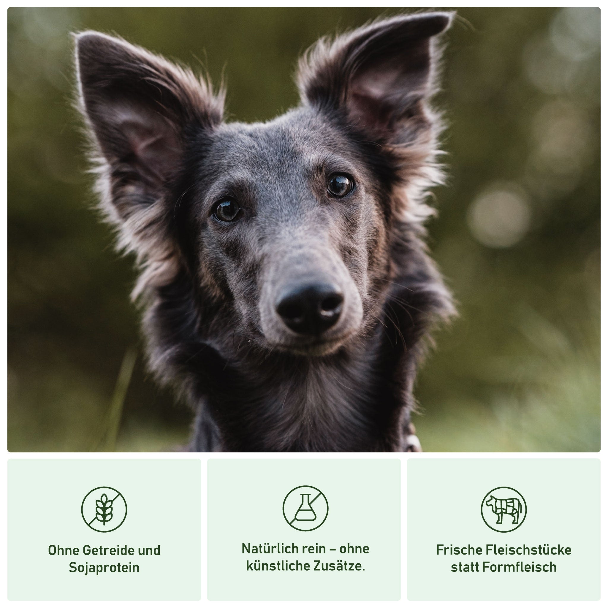 NUEVO Hundefutter Dose – Lamm & Kartoffel, 400 G, Super-Premium Mit 66% Fleisch